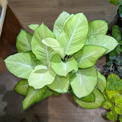 【BIGサイズ✨】ディフェンバキア ゲッコウ １０号 ◎現品販売◎