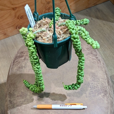 【水苔植え✨】ディスキディア ドラゴンジェイド ３.５号