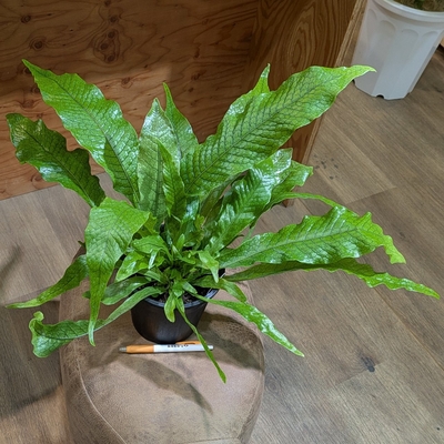 クロコダイルファーン ５号