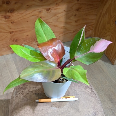 フィロデンドロン パーシモンプリンセス ４号 鷲尾先生産