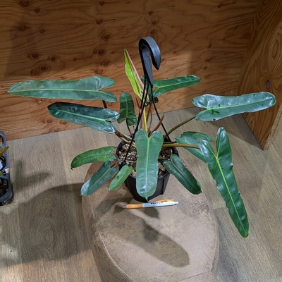 フィロデンドロン ブラックビレッティア ５号 近藤園芸さん産