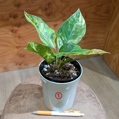 アグラオネマ SP ① ４号 ◎現品販売◎ 鷲尾園芸さん産