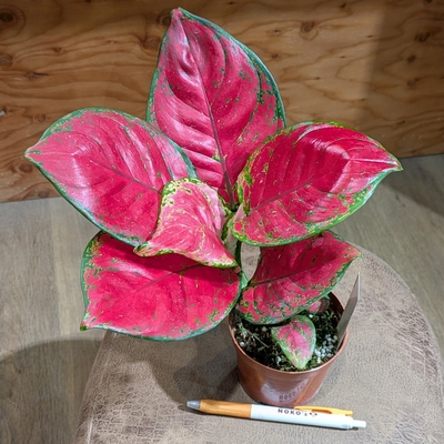 【水苔植え✨】アグラオネマ ビューティー ３.５号