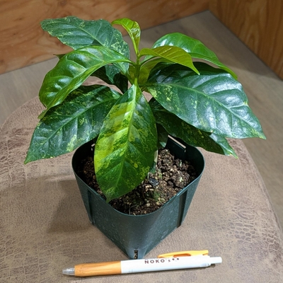 【斑入り✨】コーヒーの木 ３.５号 ◎現品販売◎