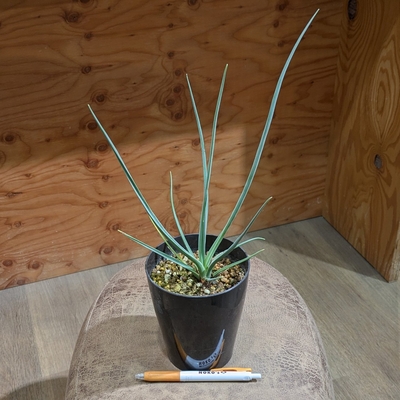 ドラセナ セルラータ(セルーラタ) ４号