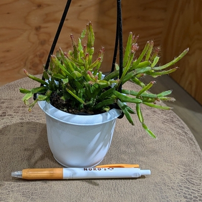 リプサリス エワルデェアナ ３号 ◎現品販売◎