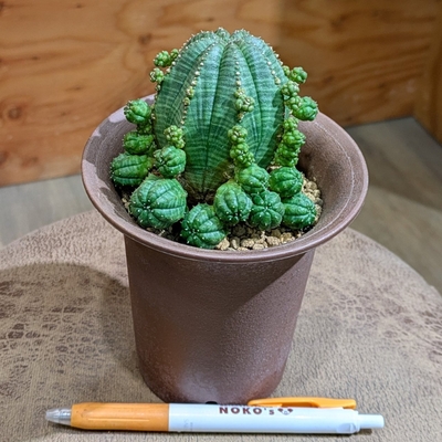 ユーホルビア シンメトリカ ３.５号 ◎現品販売◎