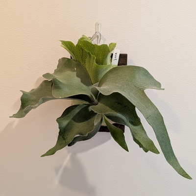 プラティセリウム ウート (`P.Woot)  ◎現品販売◎