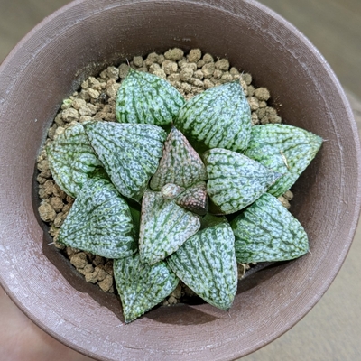 ハオルチア ピクタ 深海白銀 ３.５号 ◎現品販売◎