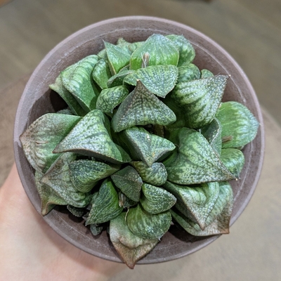 ハオルチア 白銀ピクタ ３.５号  ◎現品販売◎