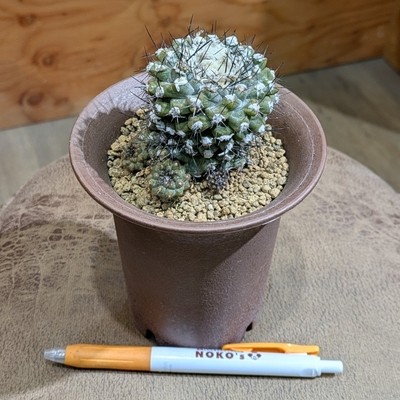 コピアポア ヒポガエア ３.５号  ◎現品販売◎