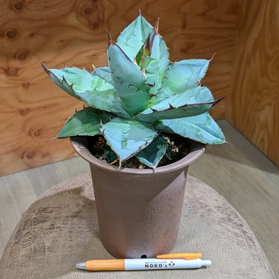 アガベ チタノタ ブラック＆ブルー ４号  ◎現品販売◎