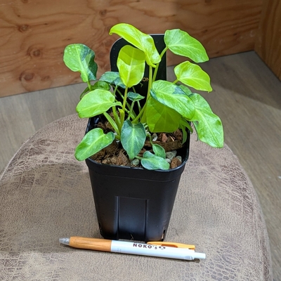 フィロデンドロン ザナドゥードワーフ バリエガータ ３.５号