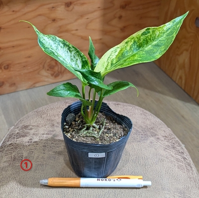 【斑入り✨】アンスリウム フーケリー ３号 ① ◎現品販売◎