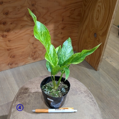 【斑入り✨】アンスリウム フーケリー ３号 ④ ◎現品販売◎