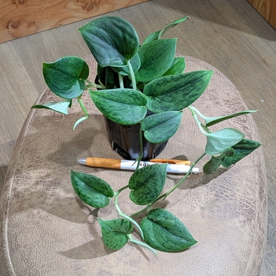 スキンダプサスsp ３号