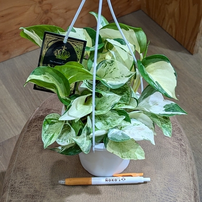 ポトス ステータス ４号 