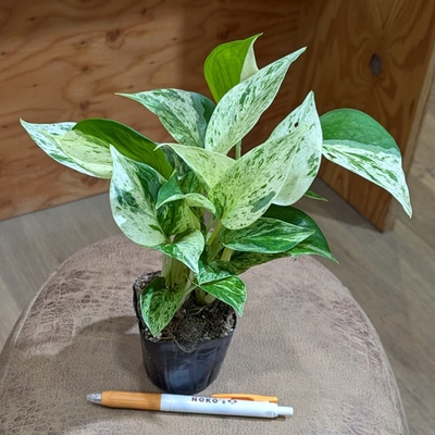 ポトス マーブルクィーン ２.５号