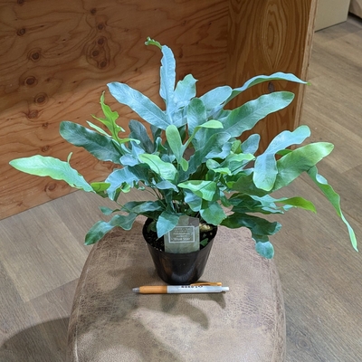 フレボディウム A.ブルースター ３.５号