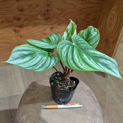 フィロデンドロン プロウマニーウォーターメロン ３.５号