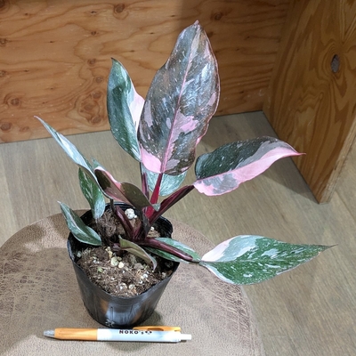 フィロデンドロン マーブルピンク ３.５号 