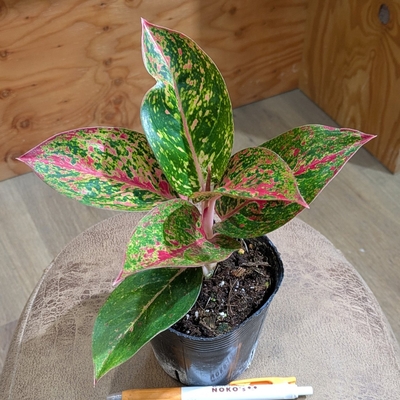 アグラオネマ ファイヤーワークス３.５号