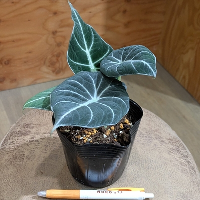 アロカシア ブラックベルベット ３.５号