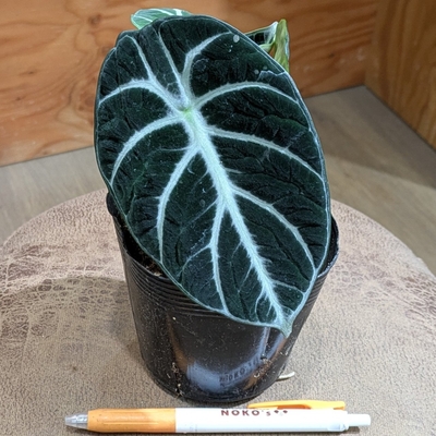 アロカシア ニンジャ ３.５号