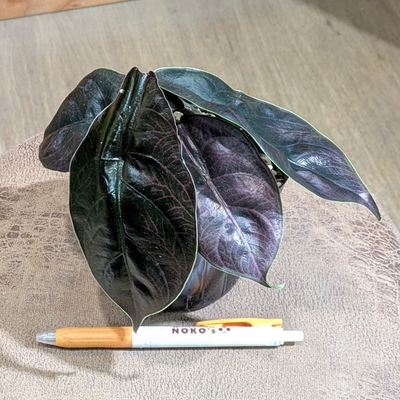 アロカシア アズラニー ３.５号