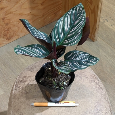 カラテア サンデリアーナ ３.５号