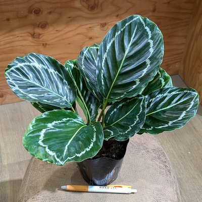 カラテア グリーンローズ ３.５号