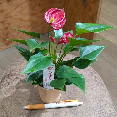 アンスリウム ひまり２.５