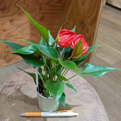 アンスリウム あかね ２.５号