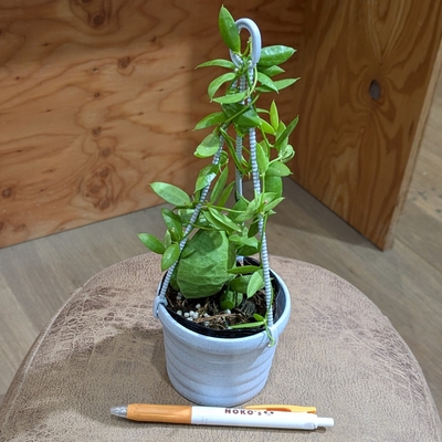 ディスキディア カンガルーポケット ２.５号 