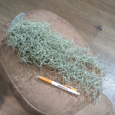 チランジア ウスネオイデス