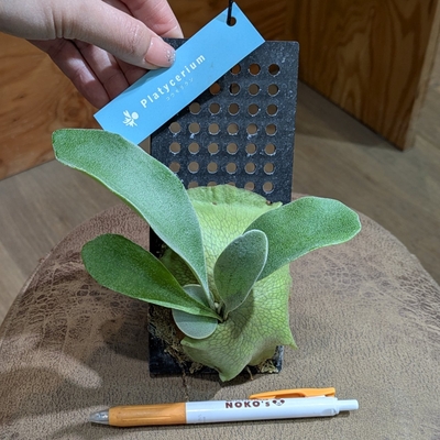 プラティセリウム ビフルカツム