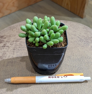 【群卵🐣】チレコドン シヌスーアレキサンドラ(Tylecodon sinus-alexandra)   ２.５号 