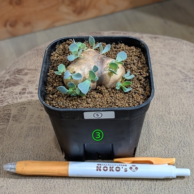 オトンナ カカリオイデス ３号 ③ ◎現品販売◎