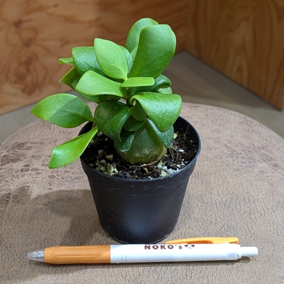 ヒドノフィツム パプアナム ２.５号