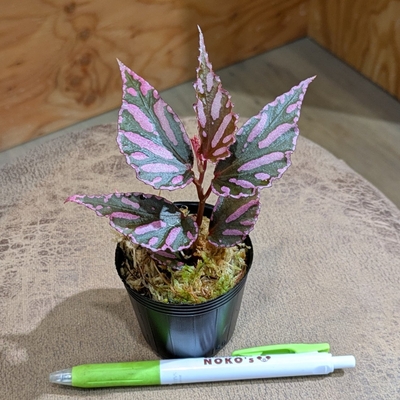 【ジメジメ系】【水苔植え】ベゴニア ジュラウ ぼっち株 特価✨