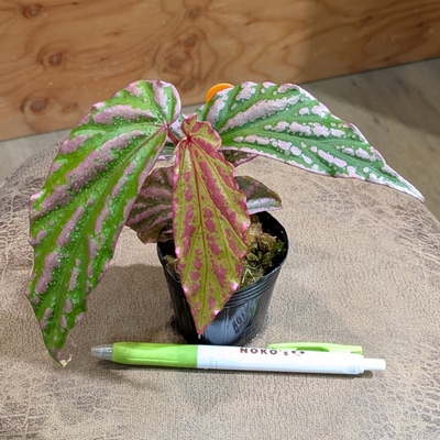 【ジメジメ系】【水苔植え】Begonia sp. "Crazy pink" from Lampung sumatera {LA1118-03}
