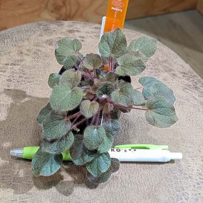 【ジメジメ系】【水苔植え】Sonerila dongnathamensis(ソネリラ ドンナサメンシス)