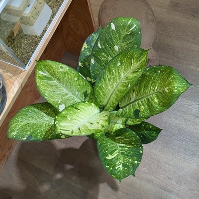 ディフェンバキア スターダスト ８号 ◎現品販売◎