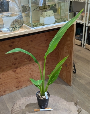 タビビトノキ ３号