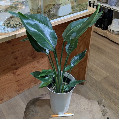 ストレリチア オーガスタ ６号