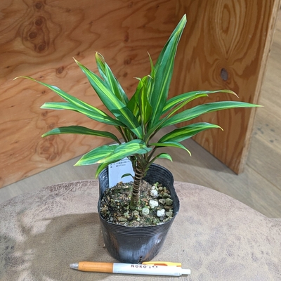 コルジリネ T&rsquo;キウイ&rsquo; ３.５号