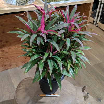 コルジリネ T'レッドエッジ' ６号 ◎現品販売◎