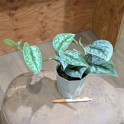 スキンダプサス ピクタス ４号 