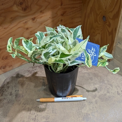 ポトス エクセレント ３.５号