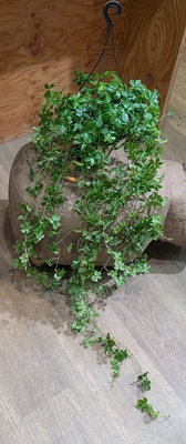 シュガーバイン ５号